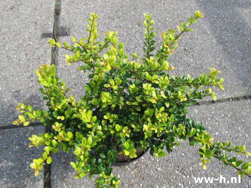 Ilex crenata 'Goldtip'